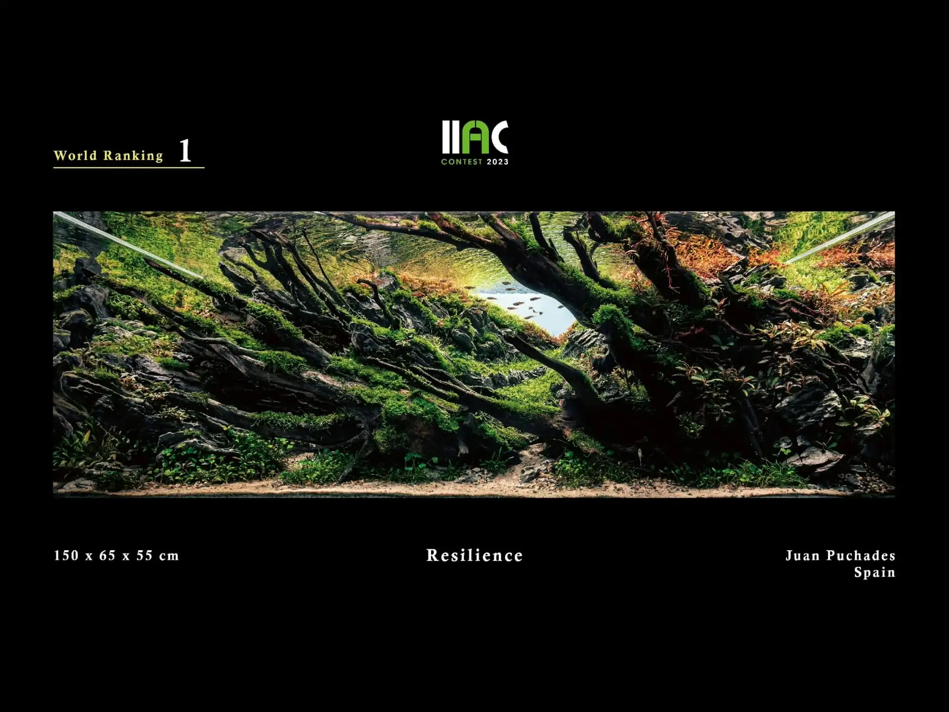 Resilience - IIAC 2023 #01 Juan Puchades / Spain